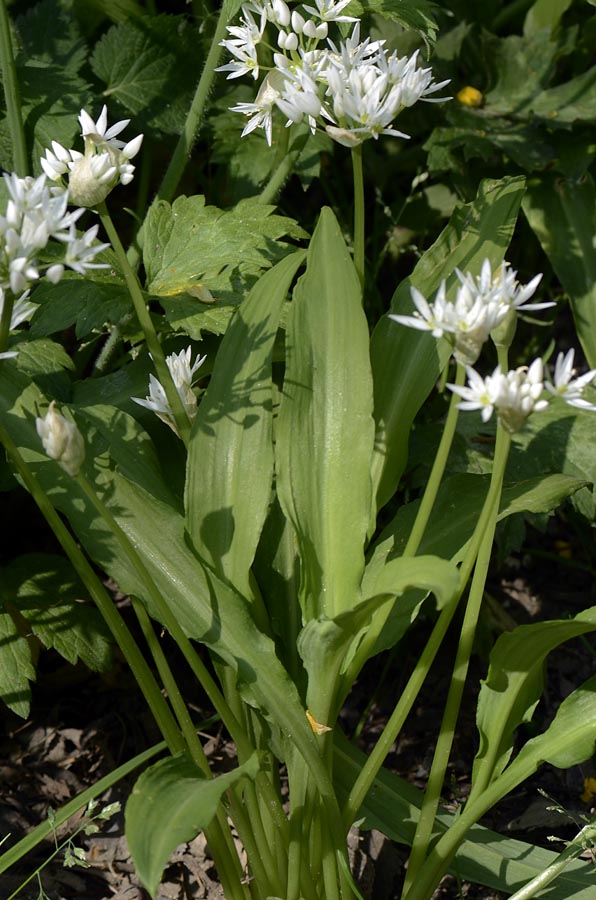 Allium ursinum / Aglio orsino